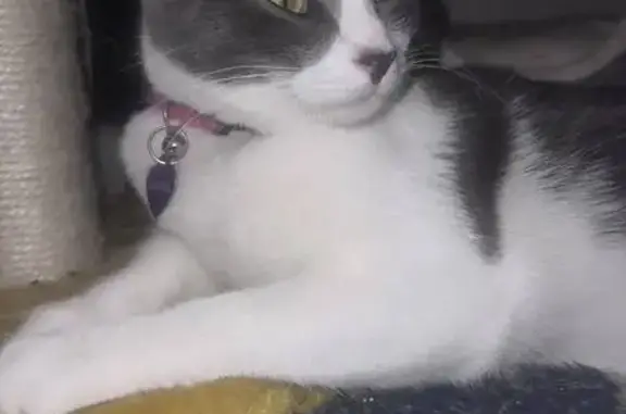 Lost Gray & White Cat - South Hazel Court