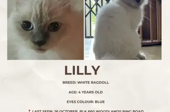 Lost Cat Near Woodlands Ring, Singapore