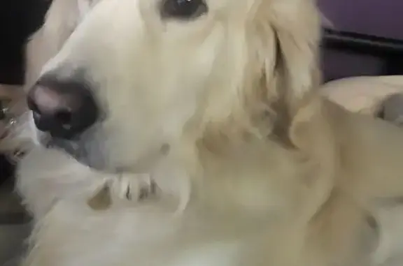 Perro Perdido: Blanco Crema en...