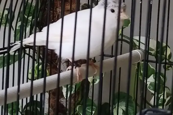 Lost Canary: White with Grey Head Patch
