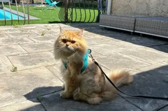 Chat perdu, , photo: Chat British longhair roux perdu à Bondy
