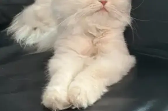 Gato perdido: ojos castaños y pelaje blanco