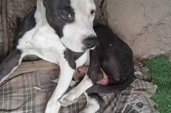 Perro encontrado , foto: Perro Rescatado en Algarrobo Busca Hogar