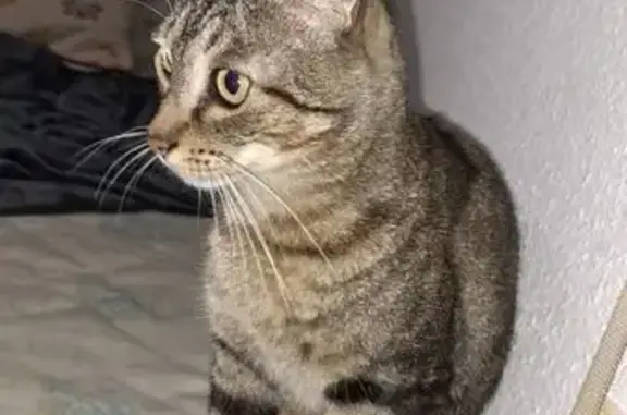 Gato encontrado Torrent, foto: Gato Atigrado Dócil Encontrado en Torrent