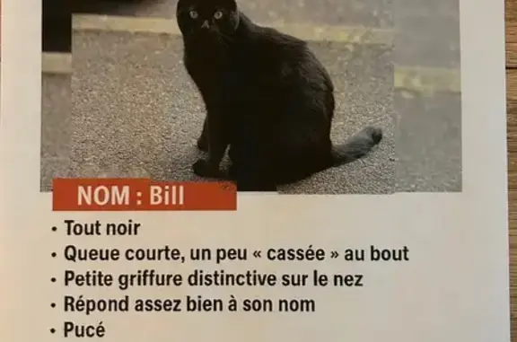 Chat perdu, Livry-Gargan, photo: Chat noir perdu, queue cassée, Livry-Gargan