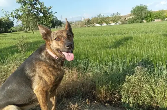¡Ayuda! Perra perdida en Binéf...