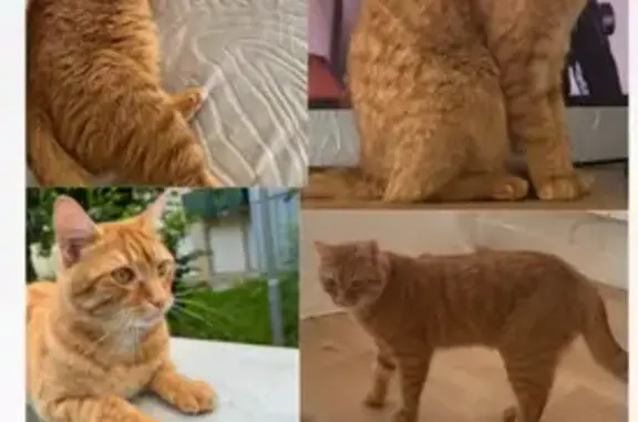 Chat tigre mâle perdu à Margny-lès-Compiègne - photo