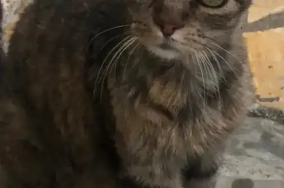 Chatte tigrée perdue à Alénya - photo