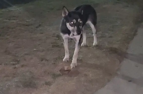 Found dog Los Angeles, photo: Help Needed: Found Dog on San Marino St.