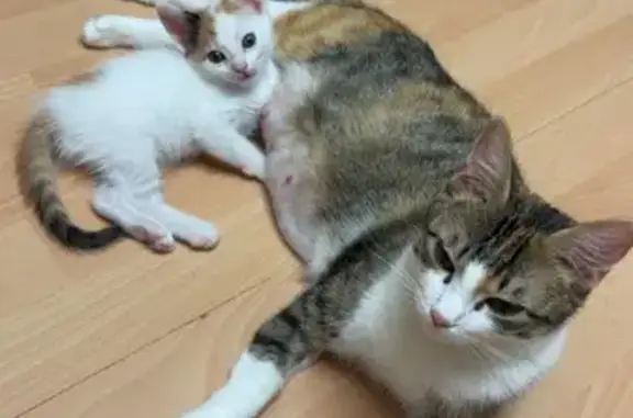 Chatte tricolore perdue au Genest-Saint-Isle - photo