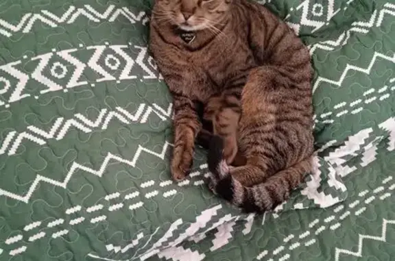 Animaux perdus Viry-Châtillon, photo: Chat tigré perdu à Viry-Châtillon