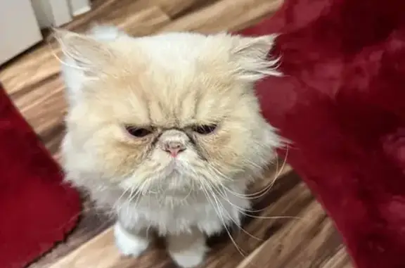 Lost Persian Cat: White & Brown, Apaa St.