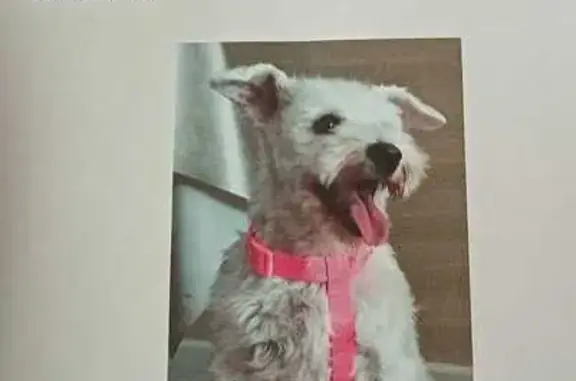 ¡Perro Blanco Perdido en León! Ayuda