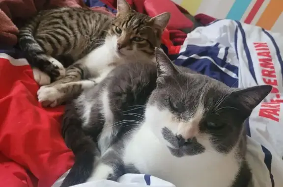 Animaux perdus , photo: Chats perdus à Luzay : Hybrid et Uzzy