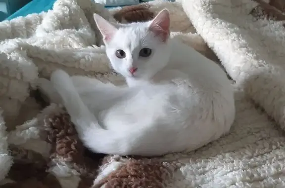 Animaux perdus , photo: Chaton blanc volé et abandonné en forêt