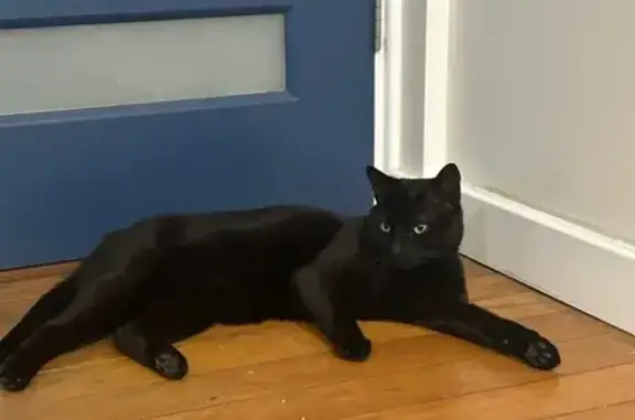 Help Find Midnight: Lost Black Cat in WA