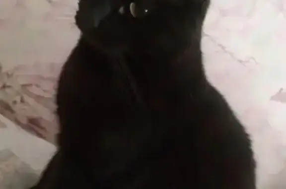 Зникла кішка: Кривий Ріг, вул. Дерусової 5