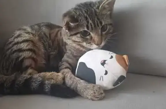Gato Gris Rayado Perdido en Sagunt
