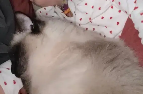 URGENT : Chatte Mila perdue à Castanet - photo