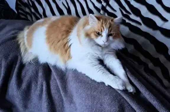 Animaux perdus Saint-Hilaire-de-la-Côte, photo: Chatte blanche et rousse perdue à Saint-Hilaire