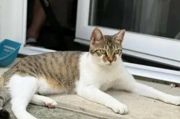 Chat perdue blanche/marron à Sucé-sur-Erdre - photo