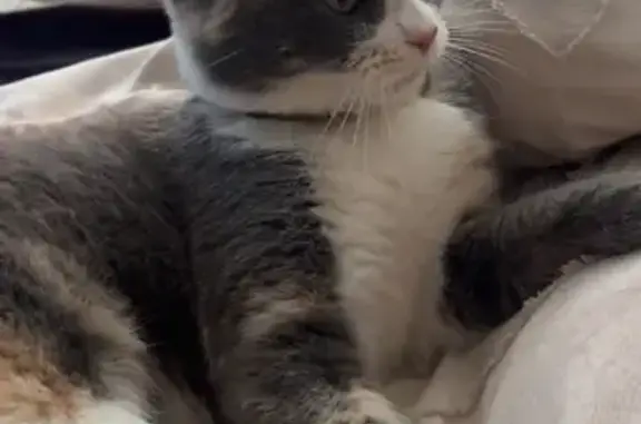 Missing cat Cowra, photo: Lost Gray Cat with Leopard Collar - Cowra