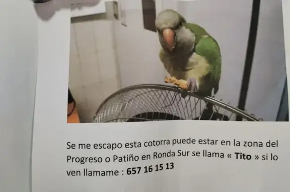 Cotorra Argentina Perdida en San Benito