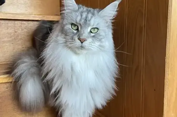 Mainecoon gris-blanc perdu à Charnay-lès-Mâcon - photo