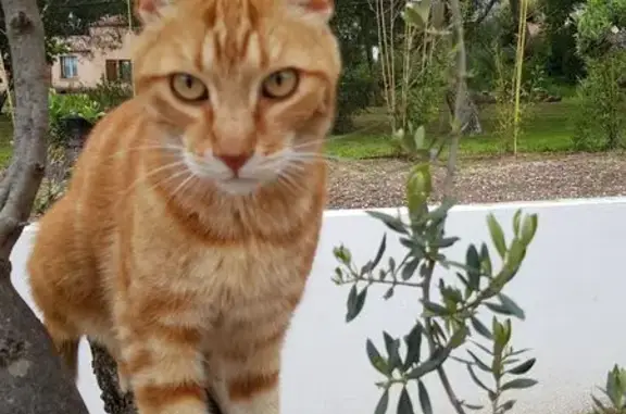 Chat roux perdu, Carnoules, 27 oct 2025 - photo