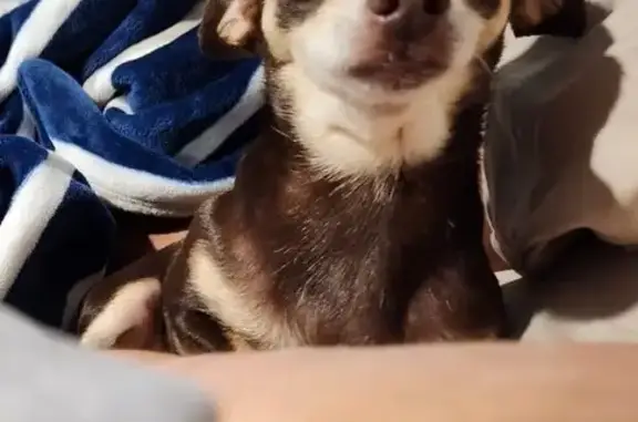 Missing dog Pine Manor, photo: Help Find Mia: Lost Dog in Pine Manor