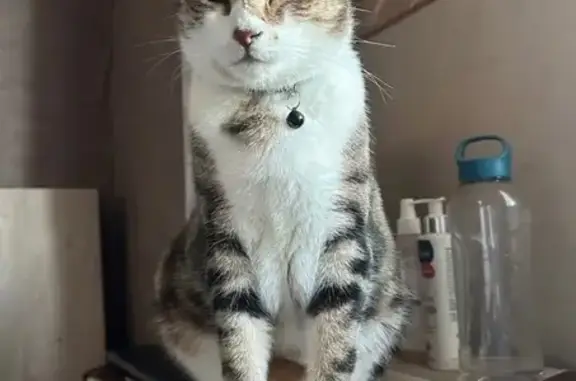 Chat perdu : Sparrow, Allée des Lilas, 71 - photo