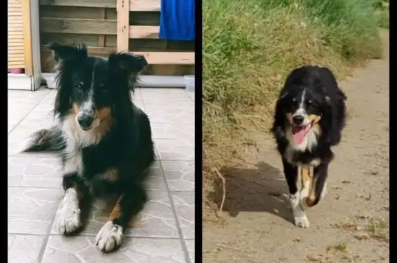 Chien perdu , photo : Chienne âgée perdue à Ceilloux
