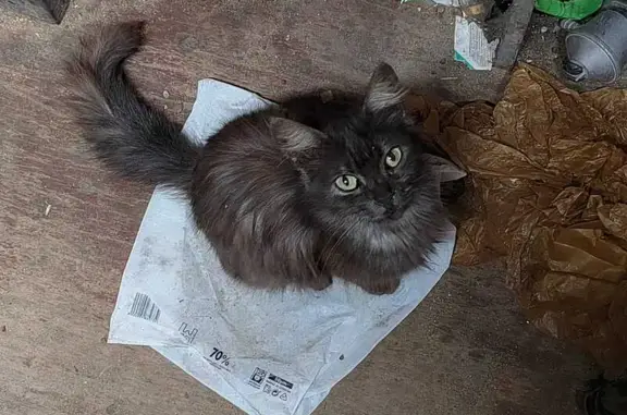 Gata perdida en La Línea, sin castrar ni chip