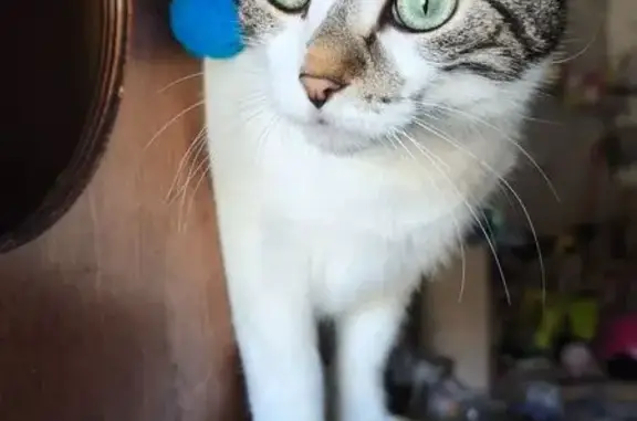 Chatte perdue, Blanche tâches grises/brunes - photo