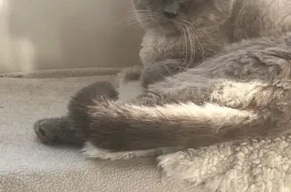 Знайдено ніжного котика в Іван...