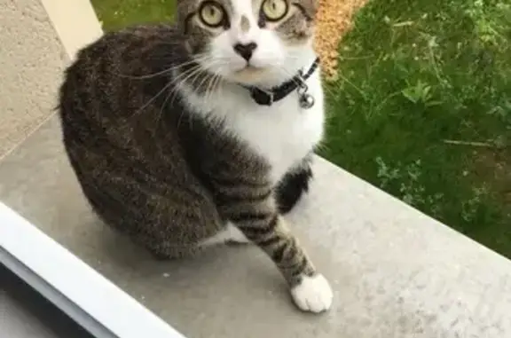 Chat tigré perdu à Aigrefeuille - photo
