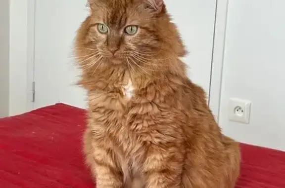 Animaux perdus Trévou-Tréguignec, photo: Chat roux perdu, tache blanche, Trévou