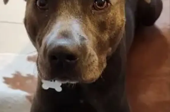 Lost English Staffy: Grey Brindle Coat