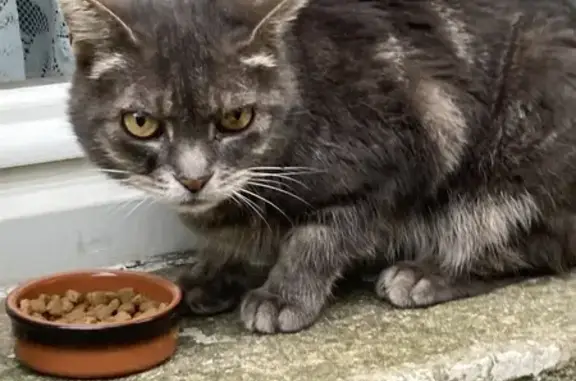 Chat trouvé , photo: Chat trouvé, gris-brun, Oullins-Pierre-Bénite