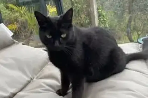 Chatte noire perdue à Nice, yeux verts - photo