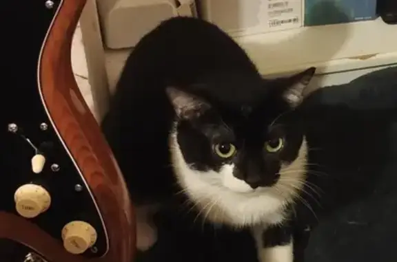 Animaux perdus , photo: Chat perdu à Saint-Denis-d'Anjou
