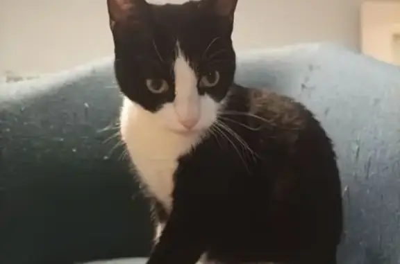 Chat trouvé , photo: Chat noir et blanc trouvé à Palavas