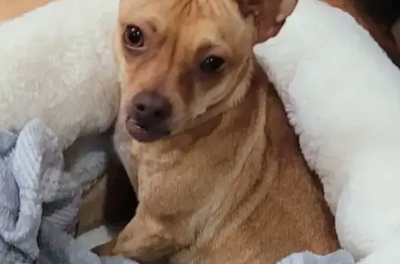 Lost Friendly Brown Dog in Mocksville