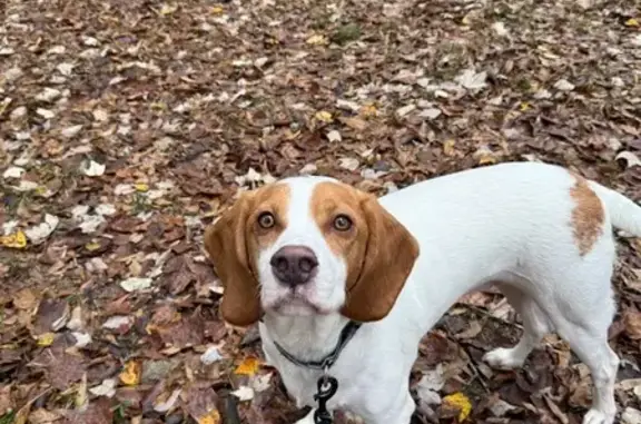 Found dog Locust Grove, photo: Found: Large Beagle Mix on Tanger Blvd