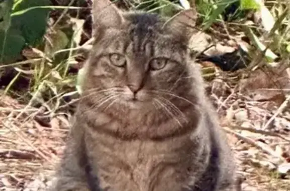 Chat trouvé, affamé, Biot, Bd de la Source - photo