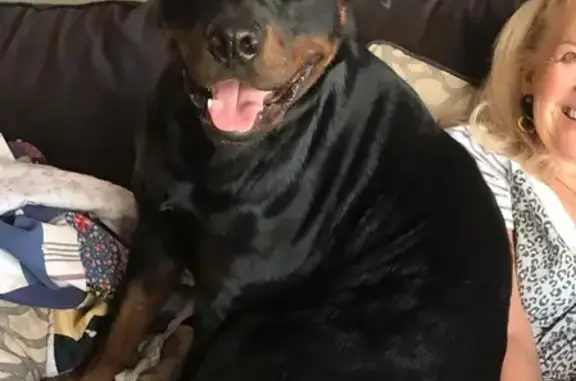 Lost Rottweiler: Friendly Bear in Halma