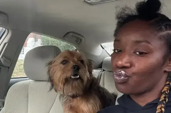 Lost Dog: Friendly Brown Shaggy Pup