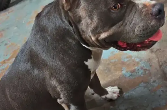 Lost Grey Blue Nose Bully in San Antonio