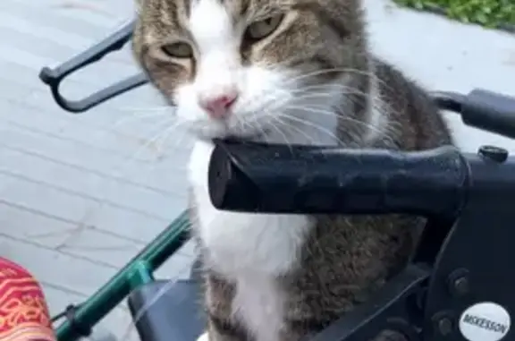 Help Find Our Beloved Nursing Home Cat!