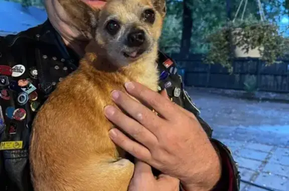 Found pets Little Rock, photo: Found: Friendly Male Chihuahua in Little Rock